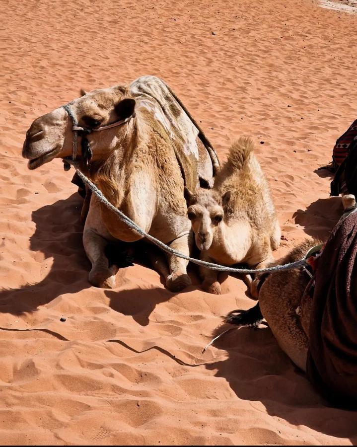 Wadi Rum Camp Eksteriør bilde